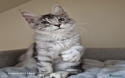 Maine Coon cats for sale: 🍁🍂Good females🏡🎯📣 - Image 40