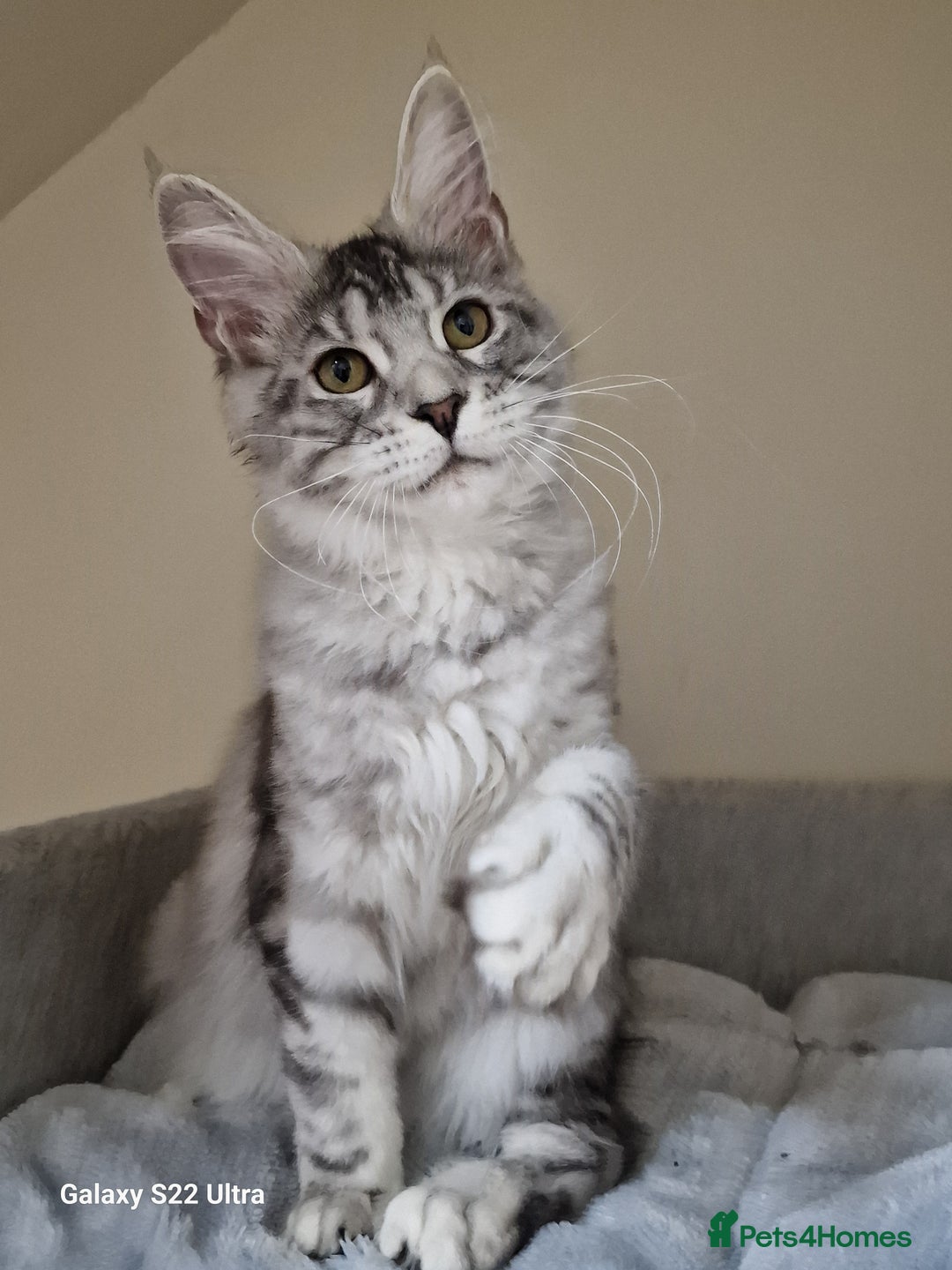 Maine Coon cats for sale: 🍁🍂Good females🏡🎯📣 - Image 40