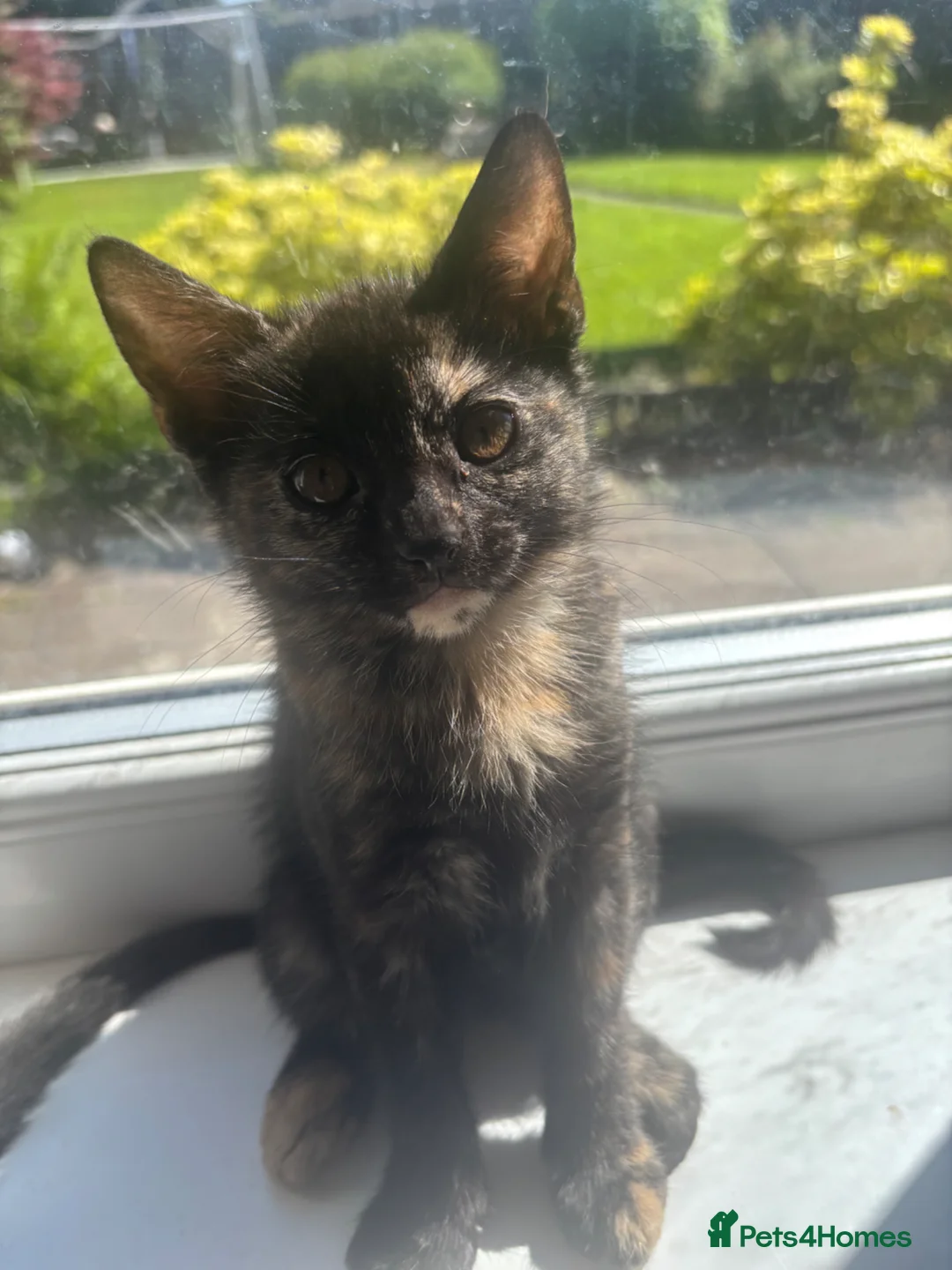 Mixed Breed cats for sale: 5 gorgeous kittens ready now  - Advert 7