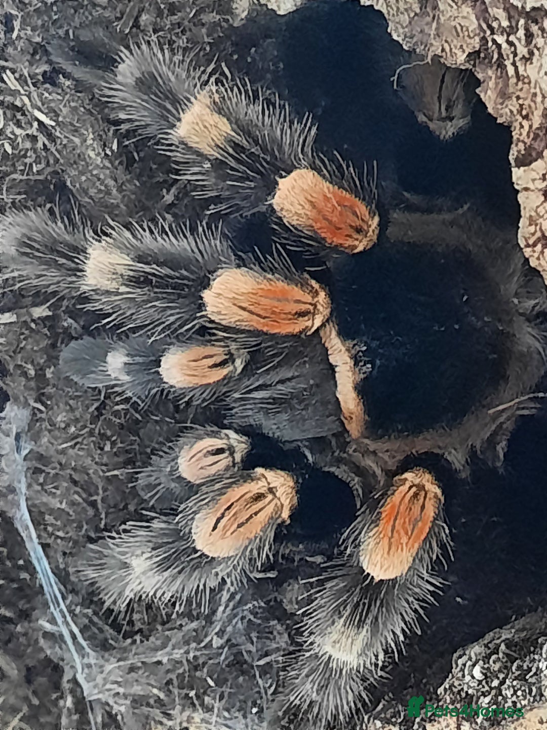 Tarantulas invertebrates for sale: Mexican Red Knee - Image 5
