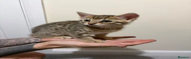 Bengal 2