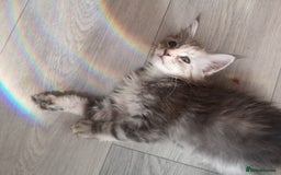 Maine Coon cats for sale: Maine Coon Kittens Parents Tica Reg& Health tested - Image 7