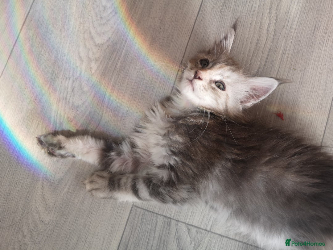 Maine Coon cats for sale: Maine Coon Kittens Parents Tica Reg& Health tested - Image 7