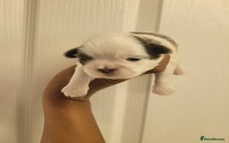 Shih Tzu dogs for sale: Adorable Tiny Imperial ShihTzu  - Image 17