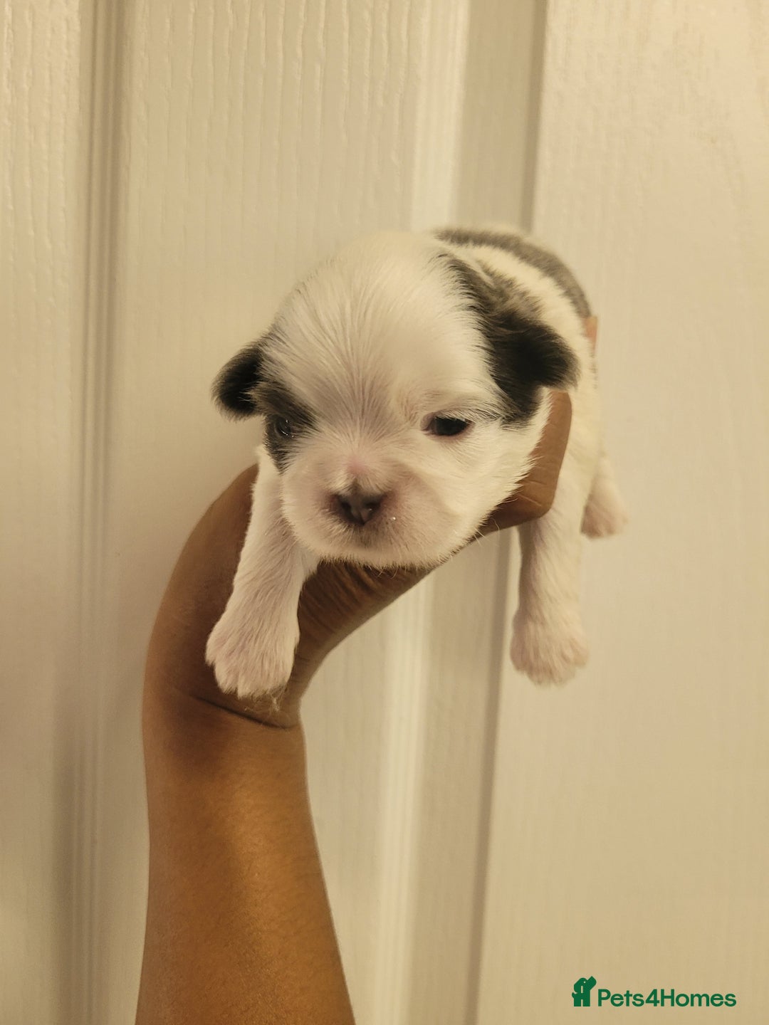 Shih Tzu dogs for sale: Adorable Tiny Imperial ShihTzu  - Image 17