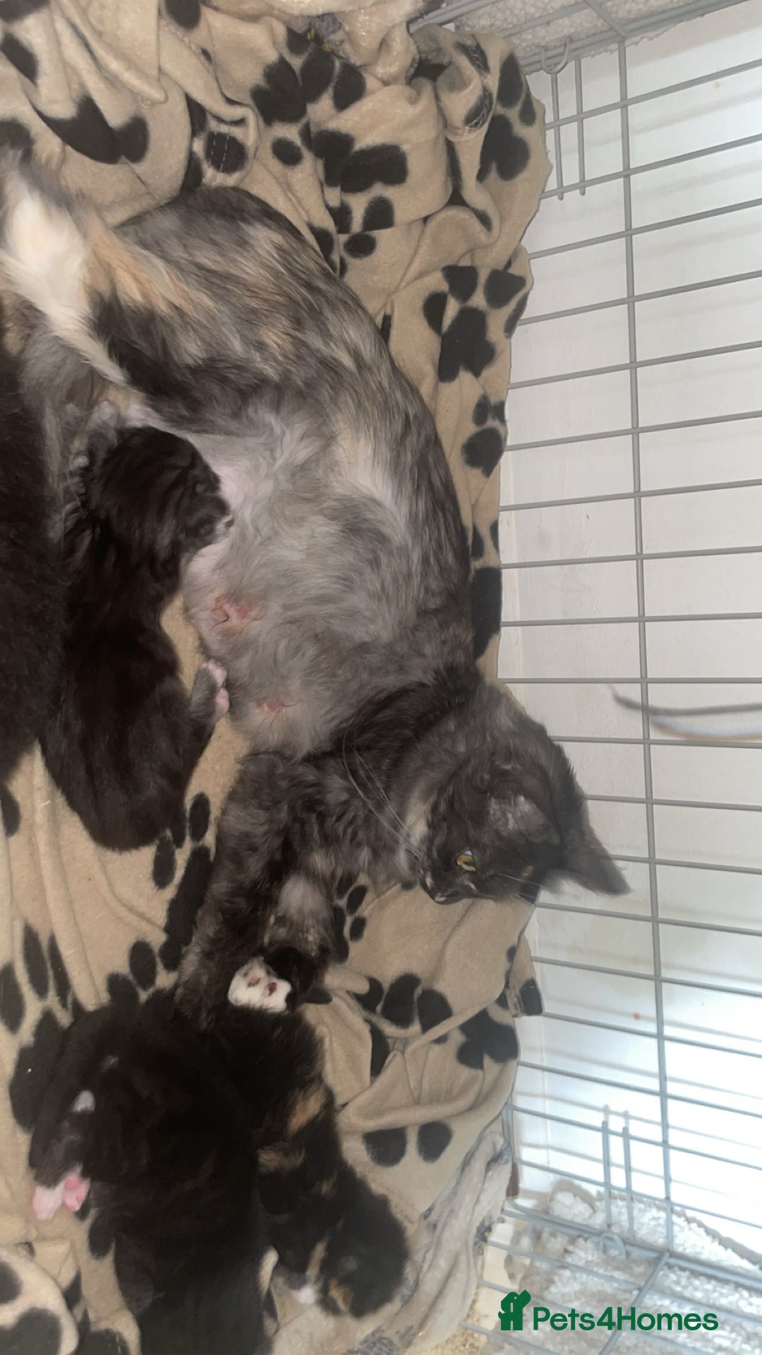 Maine Coon cats for sale: Maine coon and long haired domestic  - Image 5