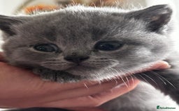 British Shorthair cats for sale: British shorthair kittens - Image 13