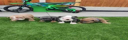 English Bulldog dogs for sale: 4 beautiful English bulldog puppies  - Advert 1
