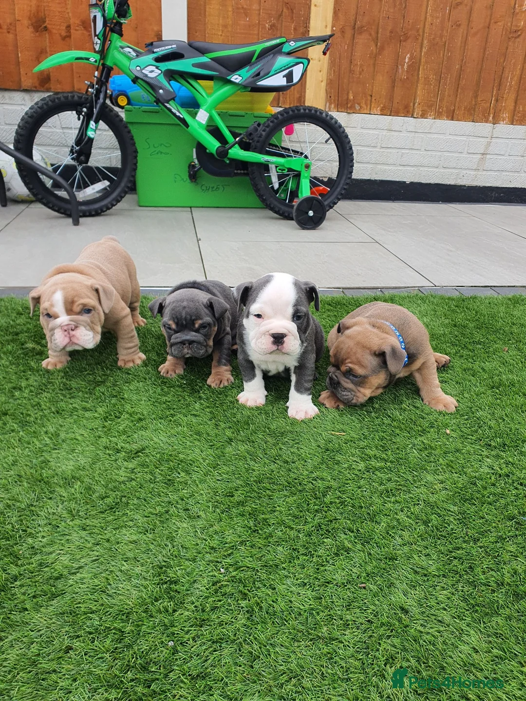 English Bulldog dogs for sale: 4 beautiful English bulldog puppies  - Advert 1