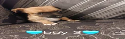 Jack Russell dogs for sale: Miniature Jack russell puppy's for sale  - Advert 11