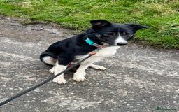 Border Collie dogs for sale: Border Collie  - Image 1