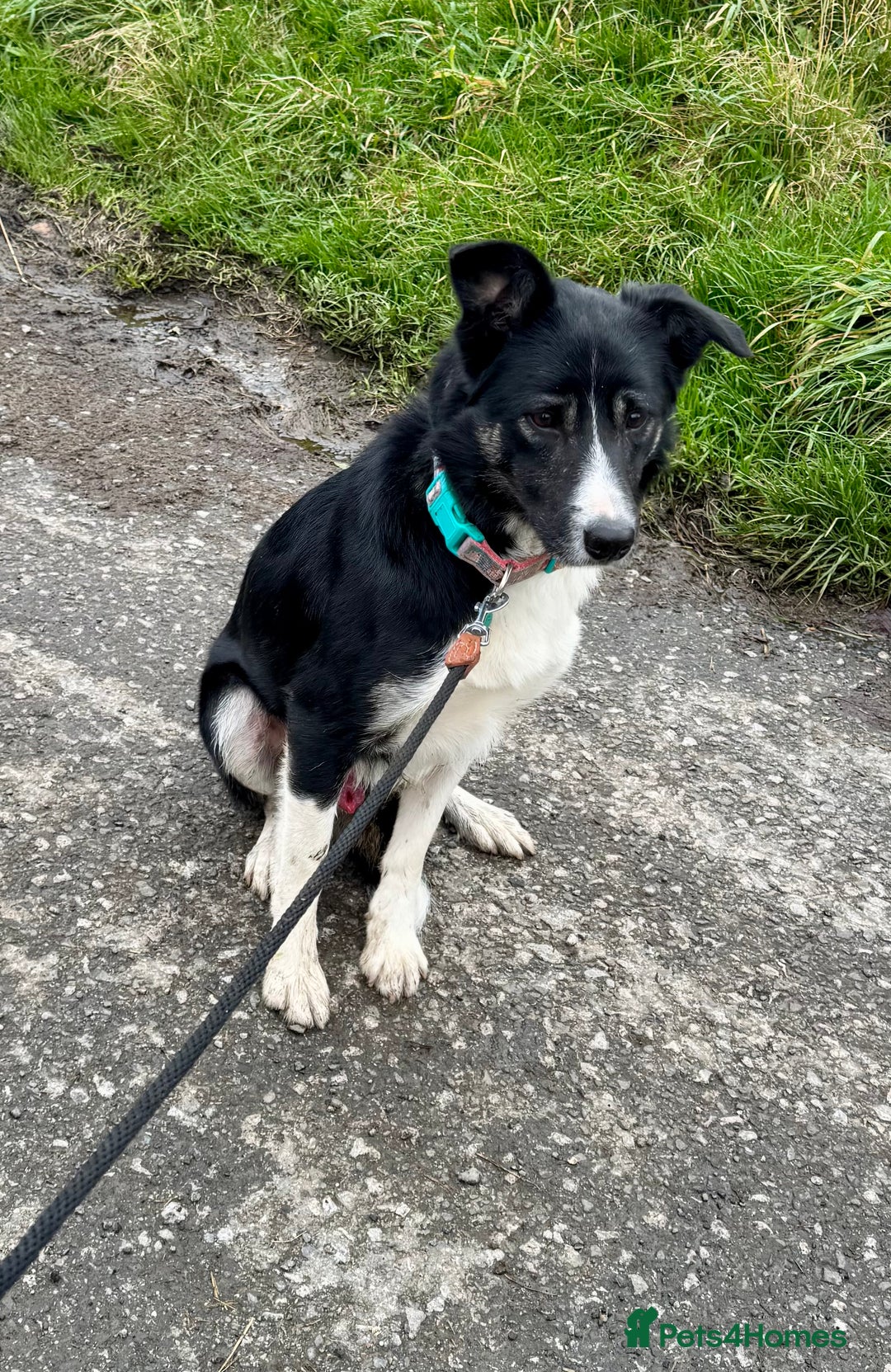 Border Collie dogs for sale: Border Collie  - Image 1