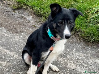 Border Collie dogs - Advert 1