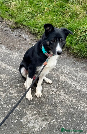 Border Collie dogs - Advert 2