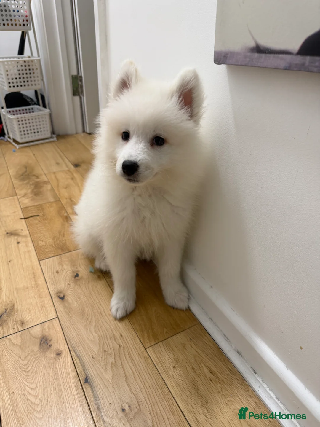 Samoyed dogs for sale: Boy and girl Samoyed puppies 12 weeks.ready to go - Advert 5
