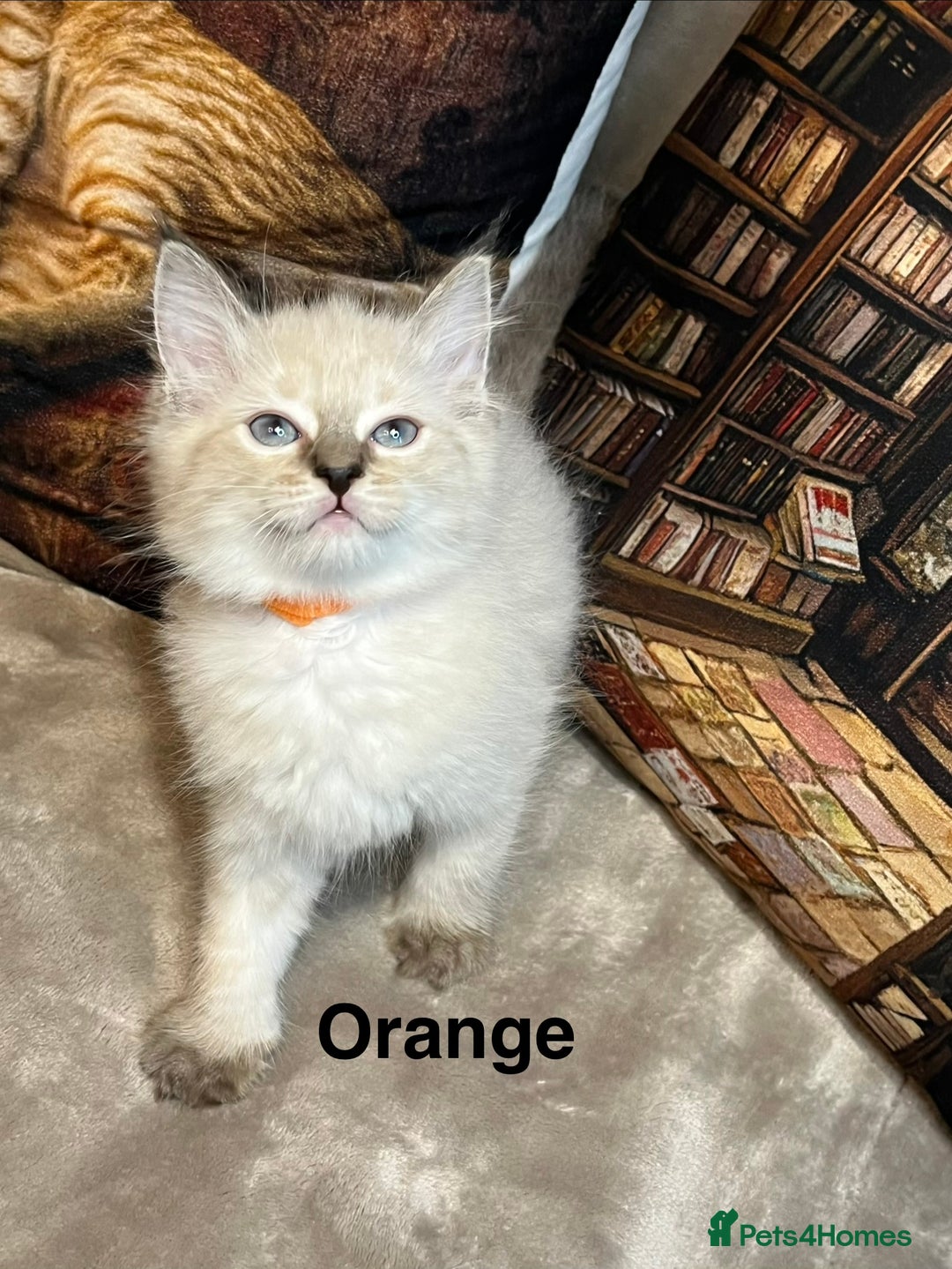 Ragdoll cats for sale: ❤️Amazing Pure Ragdoll Girls Waiting Loving Family - Advert 33