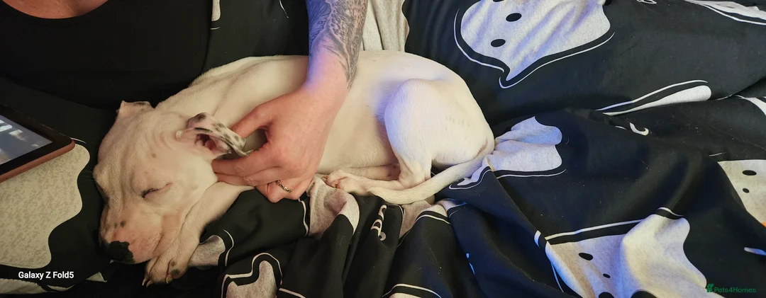 Mixed Breed dogs for sale: Angel - Advert 2