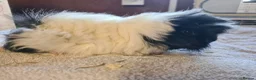 Guinea Pig rodents for sale: Pet peruvain boars avaible - Advert 3