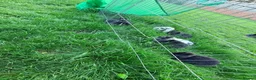 Mixed Breed rabbits for sale: Baby lop rabbits available  - Advert 9