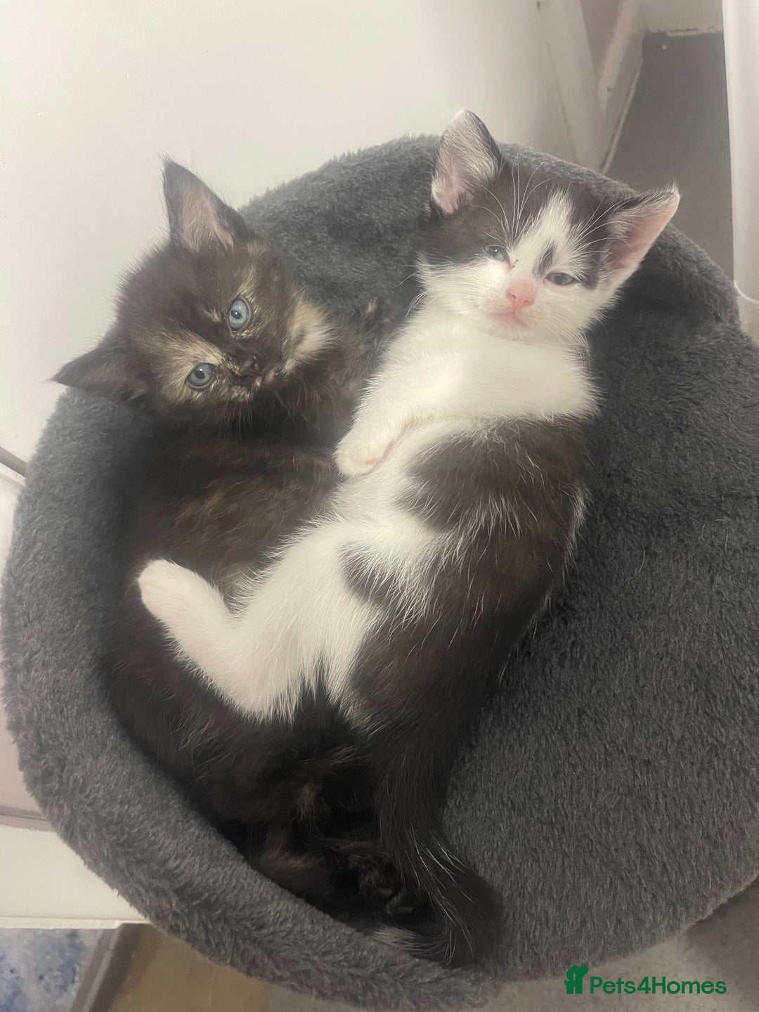 Mixed Breed cats for sale: Beautiful letter of kittens - Image 6
