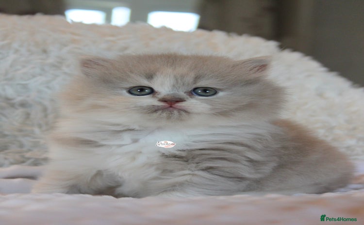 British Shorthair cats - Advert 4