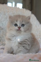 British Shorthair cats - Advert 1