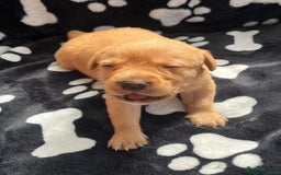 Labrador Retriever dogs for sale: 🐾 Beautiful Labrador Puppies🐾 - Image 7