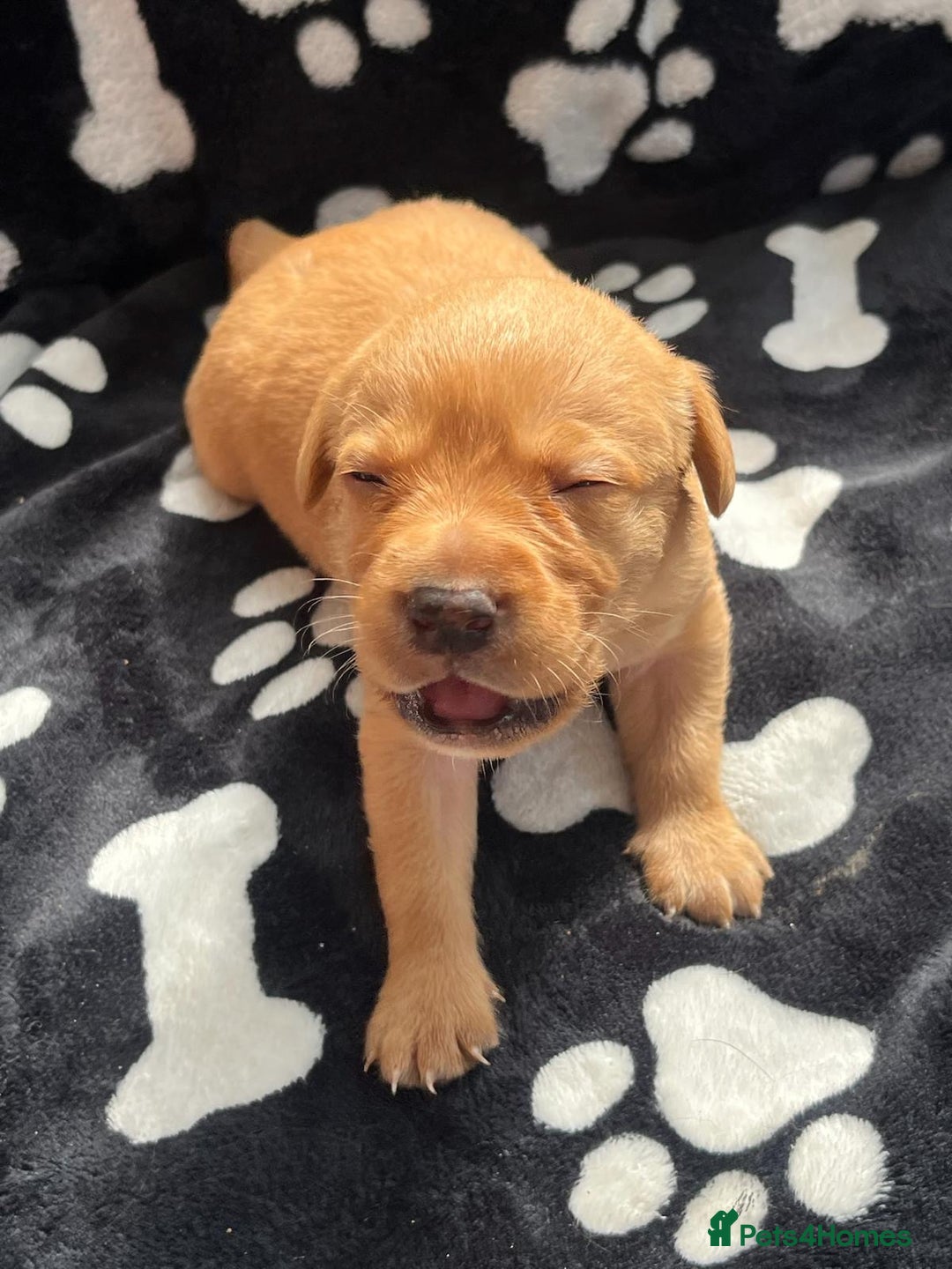 Labrador Retriever dogs for sale: 🐾 Beautiful Labrador Puppies🐾 - Image 7