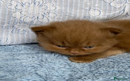 British Longhair cats for sale: Champion line kittens - Image 18