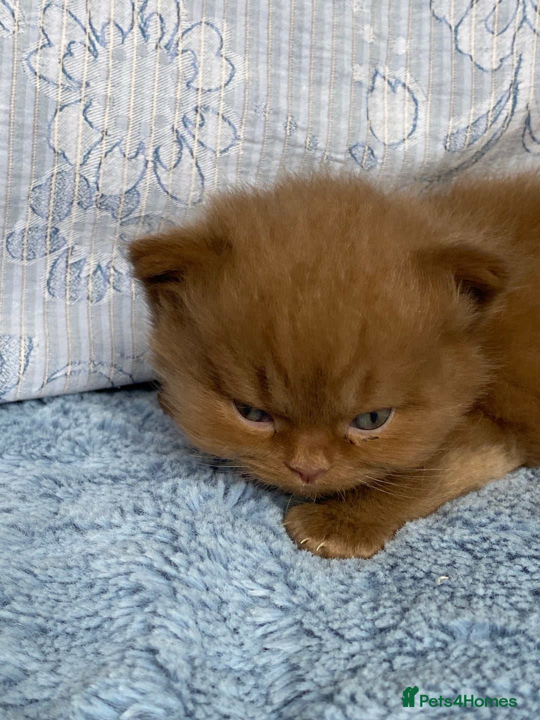 British Longhair cats for sale: Champion line kittens - Image 18