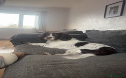 Sprocker dogs for stud: Sprocker spaniel for stud - Image 3
