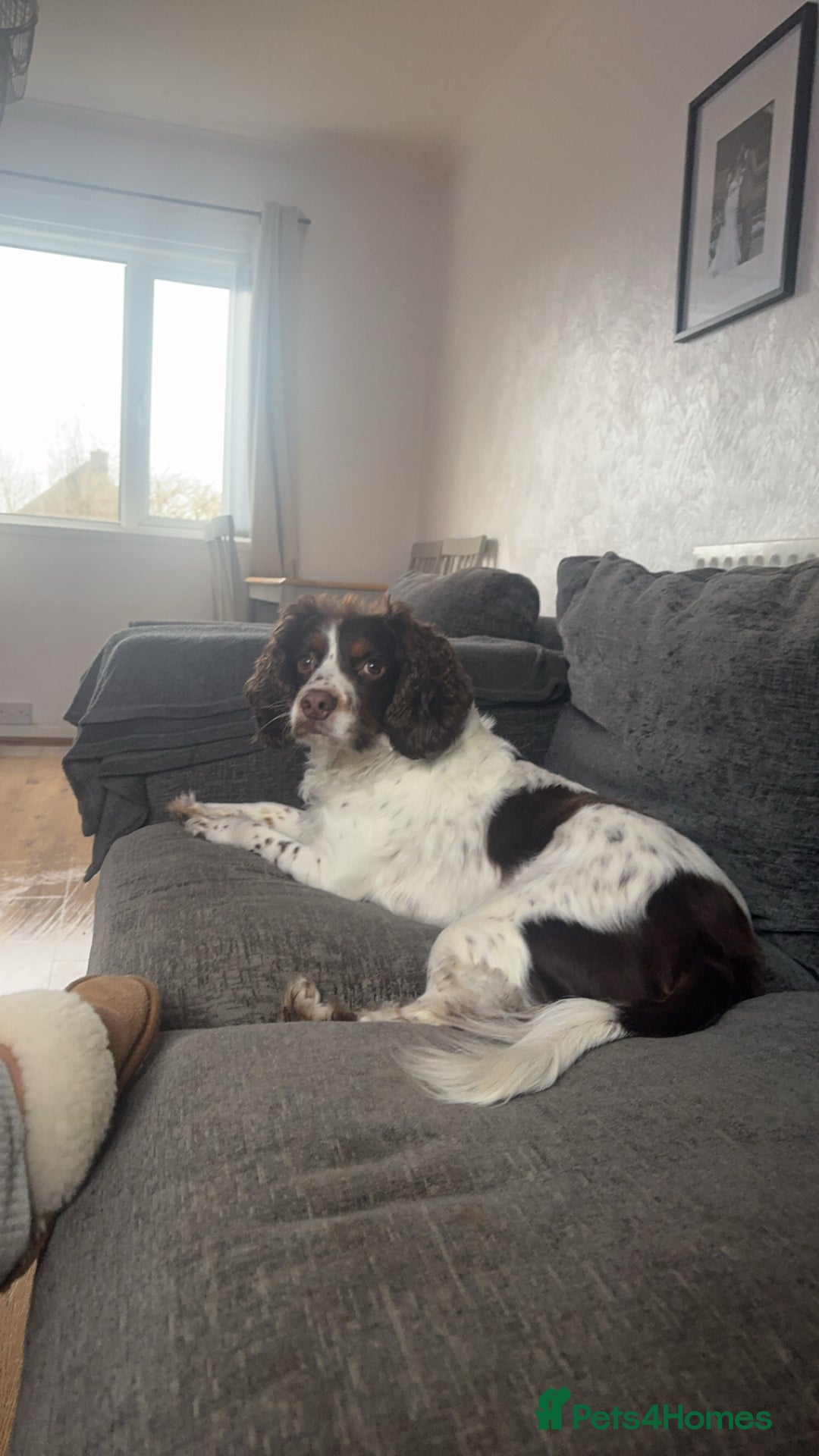 Sprocker dogs for stud: Sprocker spaniel for stud - Image 3