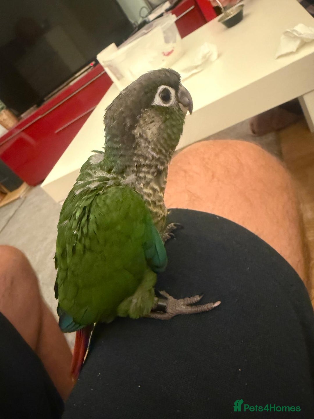 Conures birds for sale: 6 weeks tamed babies conure for sale - Image 9