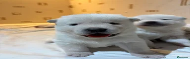 Japanese Akita Inu 1