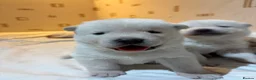 Japanese Akita Inu dogs for sale: 6 cute puppies in Birmingham - Advert 7