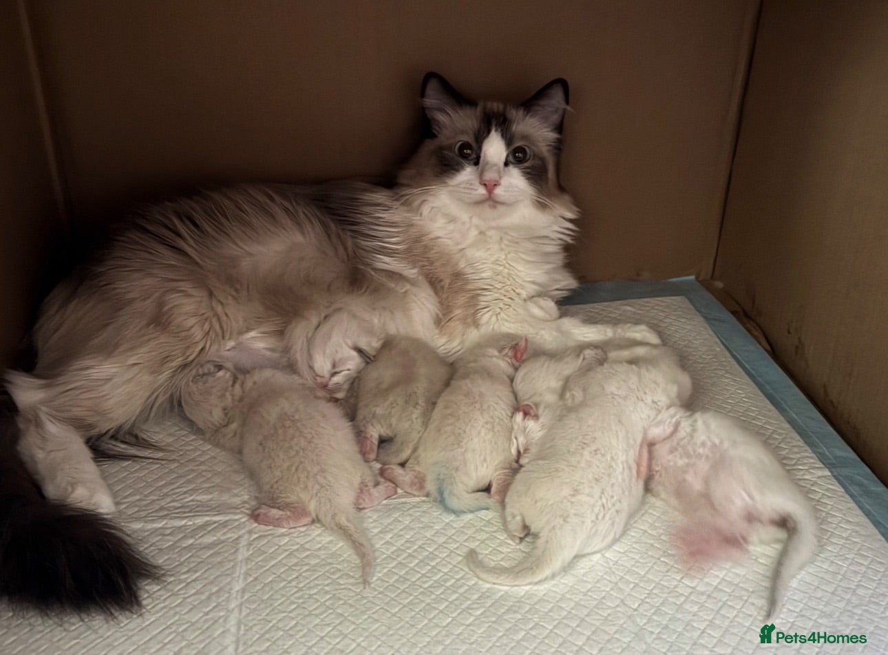 Ragdoll cats Beautiful Ragdoll Kittens Looking for Loving Home - Advert 9