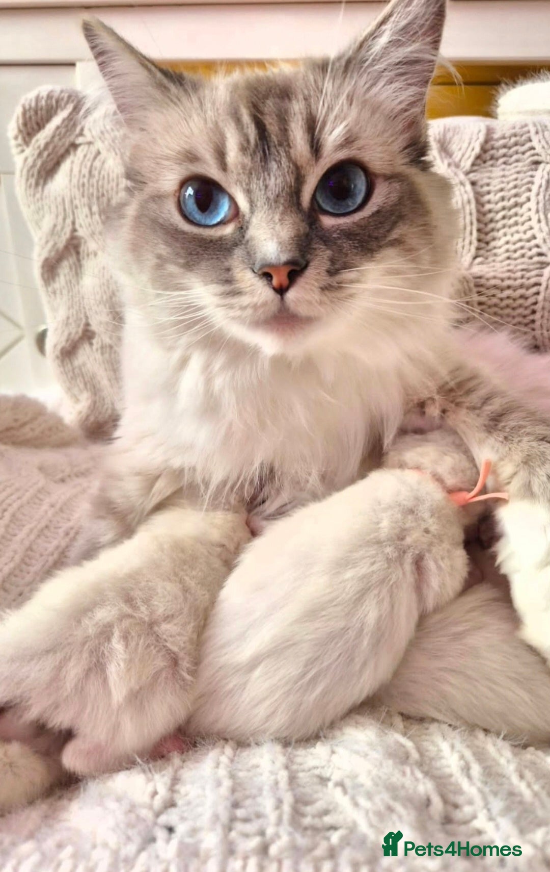 Ragdoll cats Ragdoll kittens looking for their forever home - Advert 5