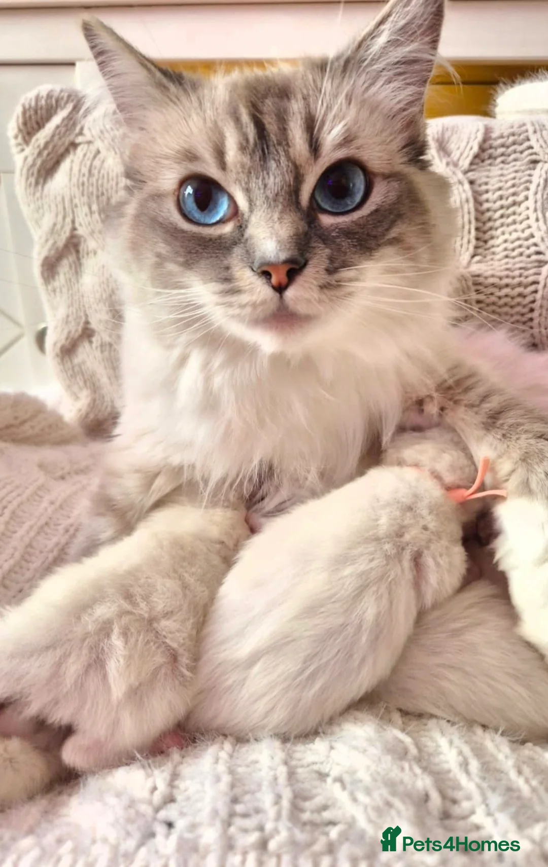 Ragdoll cats for sale: Ragdoll kittens looking for their forever home in Cambridge - Advert 1