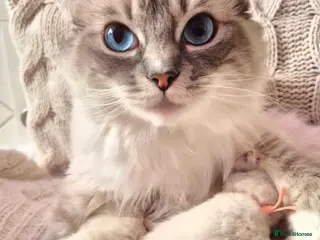 Ragdoll cats Ragdoll kittens looking for their forever home - Advert 7