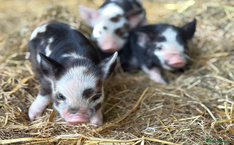 Pig livestock - Advert 3