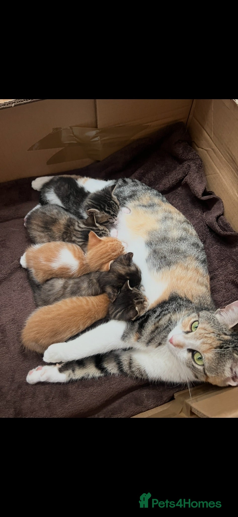 Mixed Breed cats Beautiful kittens need loving homes 🩷 - Advert 9