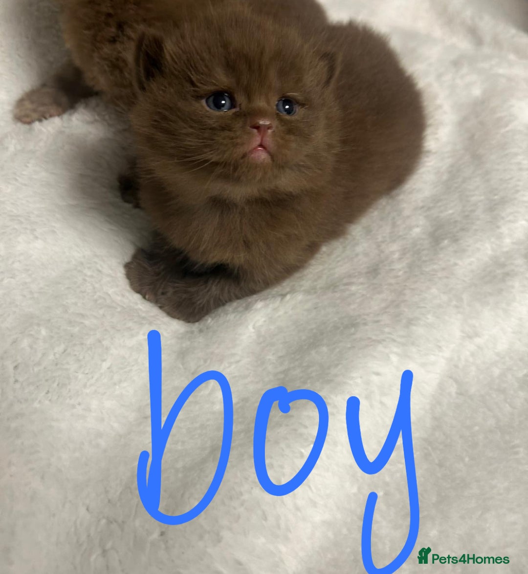 British Shorthair cats for sale: GCCF BRITISH SHORTHAIR KITTENS - Advert 2