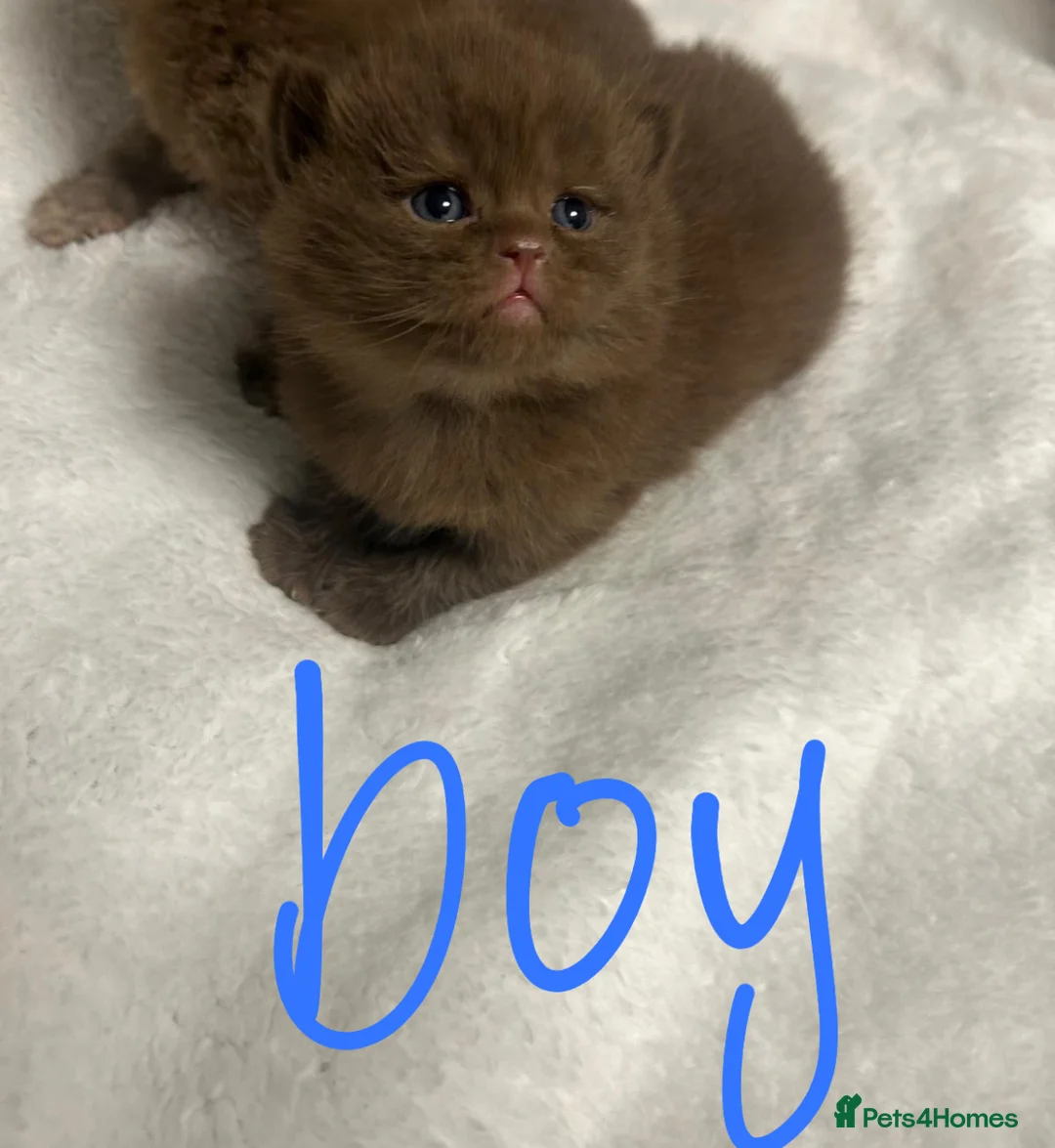 British Shorthair cats for sale: GCCF BRITISH SHORTHAIRS ALL RESERVED - Advert 13