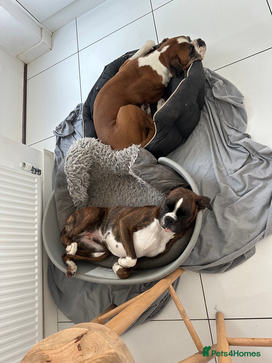 Boxer dogs for sale: 4 CHAMP BLOODLINE CHUNKY BOXER PUPS, bobtail/tail - Advert 12