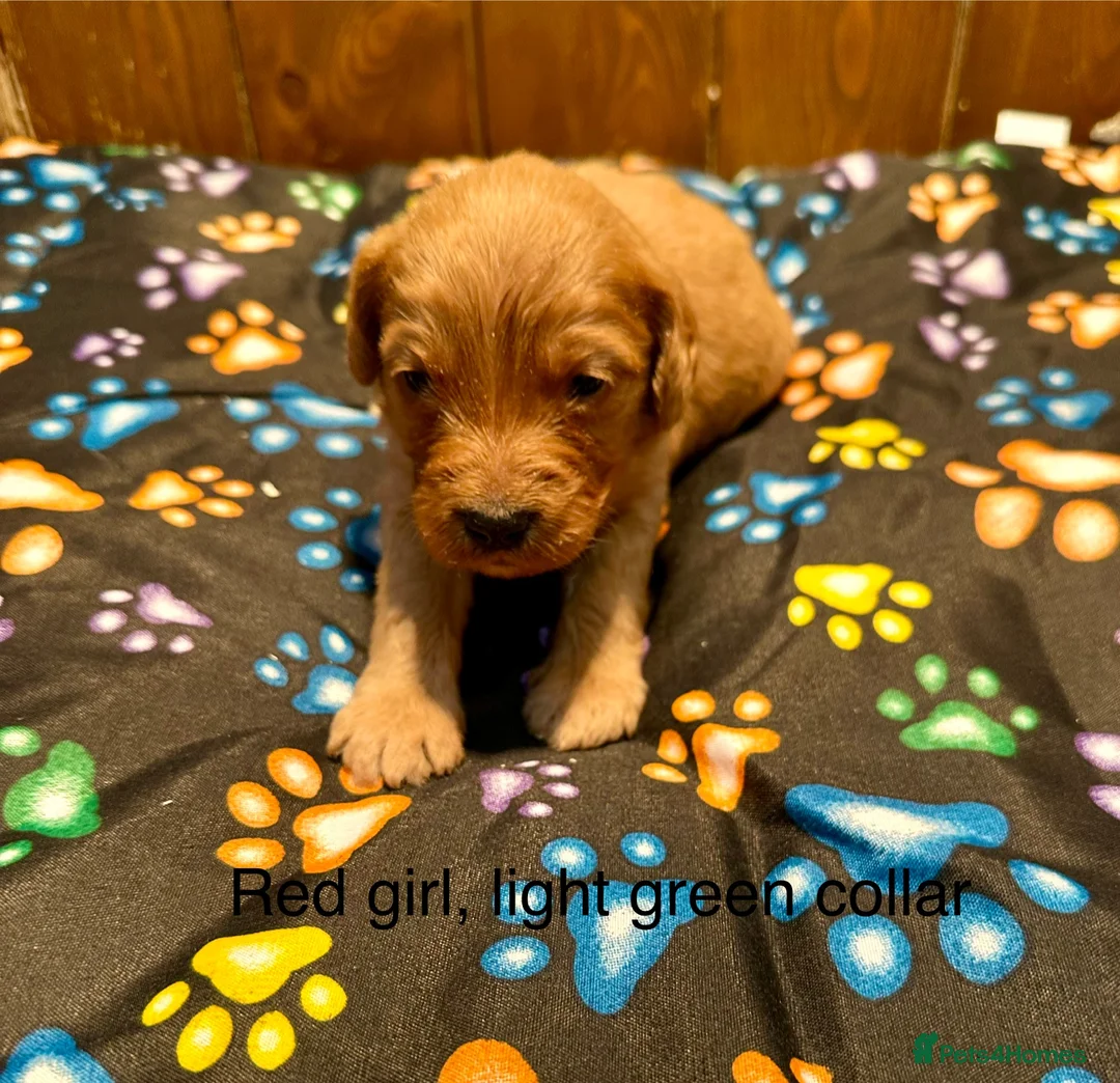 Labradoodle dogs for sale: Miniature Labradoodle from experienced breeder  - Advert 8