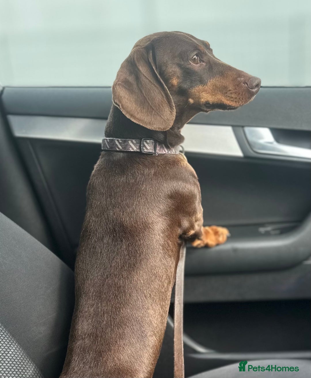 Miniature Dachshund dogs for stud: Chocolate and Tan Miniature Dachshund- Stud - Advert 3