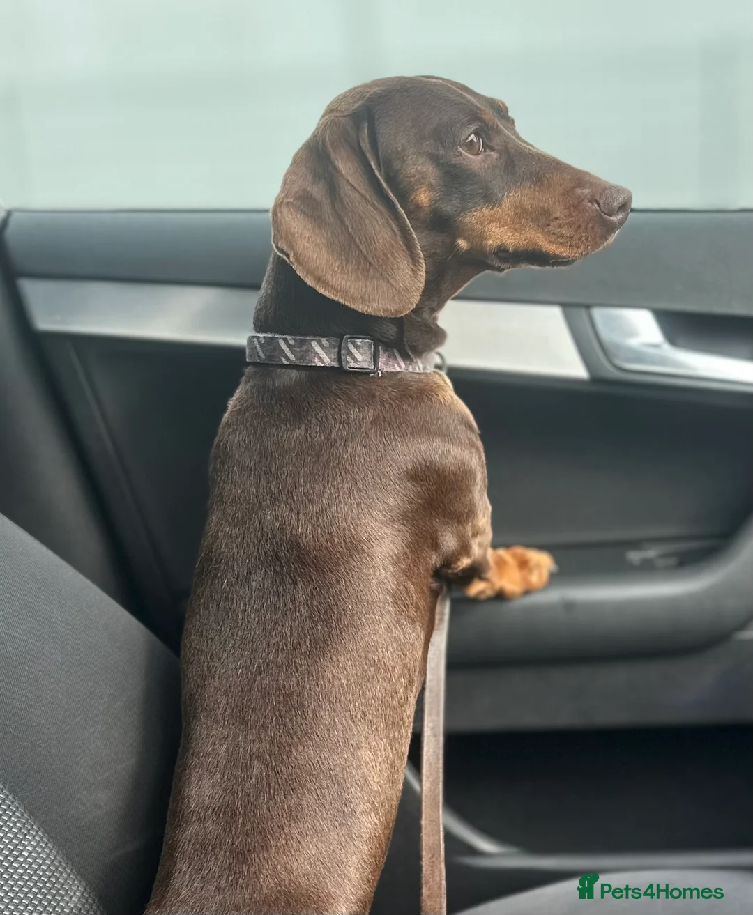 Miniature Dachshund dogs for stud: Chocolate and Tan Miniature Dachshund- Stud - Advert 2