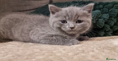 British Shorthair cats Beautiful chunky BSH kittens (2 left) - Advert 7