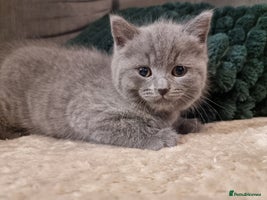 British Shorthair cats Beautiful chunky BSH kittens (2 left) - Advert 7