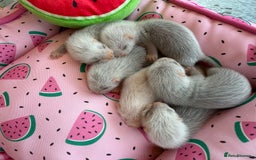 Ferret rodents for sale: Ferrets for sale  - Image 7
